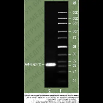 Маркер длин ДНК GeneRuler Ultra Low Range, 11 фрагментов от 10 до 300 п.н., готовый к применению, 0,1 мкг/мкл, Thermo FS, SM1213, 50 мкг