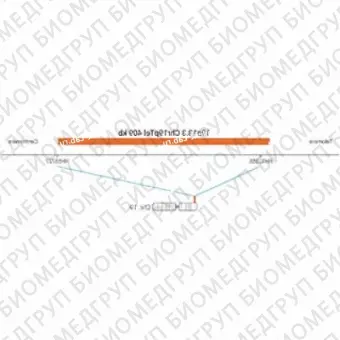 ДЛЯ КЛИЕНТОВ ЗА ПРЕДЕЛАМИ США. SureFISH 19p13.3 Chr19pTel 409kb P20 RD