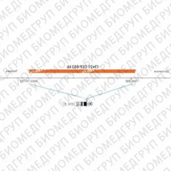 ДЛЯ КЛИЕНТОВ из США. SureFISH Chr21 CEP 653 КБ P20 RD. CEP 21, Номер копии, 20 тестов, Cy3, Концентрат, Ручное использование