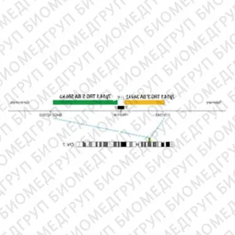 ДЛЯ КЛИЕНТОВ из США. SureFISH 7p14.1 TRG 5 BA 586кб P20 GR. TRG, Break Apart, 20 тестов, FITC, Концентрат, Ручное использование