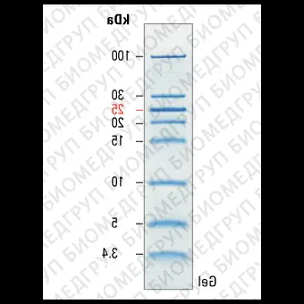 Маркеры молекулярной массы белков, неокрашенные, PageRuler, 3,4100 кДа, для SDSэлектрофореза и вестернблоттинга, Thermo FS, 26632, 2х250 мкл