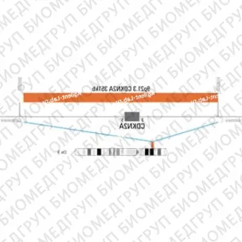 ДЛЯ КЛИЕНТОВ ЗА ПРЕДЕЛАМИ США. SureFISH 9p21.3 CDKN2A 351kb P20 TR