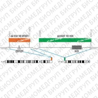 ДЛЯ КЛИЕНТОВ ЗА ПРЕДЕЛАМИ США. SureFISH 4p16.3 FGFR3 DF 623kb P20 RD