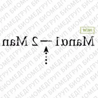 Устаревший. См. GK80075 для получения информации о замещающем ферменте. 12маннозидаза aspergillus saitoi ранее ProZyme. Фермент высвобождает 12связанные остатки маннозы с невосстанавливающего конца олигосахаридов. Используется при секвениров