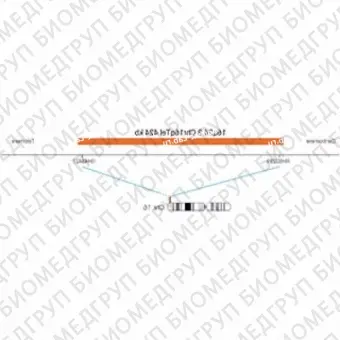 ДЛЯ КЛИЕНТОВ ЗА ПРЕДЕЛАМИ США. SureFISH 16q24.3 Chr16qTel 424kb P20 RD