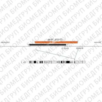 ДЛЯ КЛИЕНТОВ ЗА ПРЕДЕЛАМИ США. SureFISH 1p33 STIL 75kb RD P20