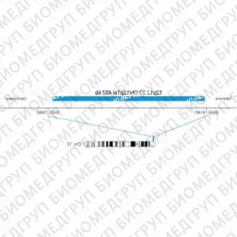ДЛЯ КЛИЕНТОВ из США. SureFISH 12p13.33 Chr12pTel 407кб P20 BL. Теломер Chr12p, Копийный номер, 20 тестов, Аква, Концентрат, Ручное использование