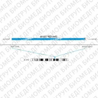 ДЛЯ КЛИЕНТОВ из США. SureFISH Chr6 CEP 706кб P20 BL. КЭП 6, Копийный номер, 20 тестов, Аква, Концентрат, Ручное использование