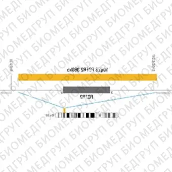 ДЛЯ КЛИЕНТОВ ЗА ПРЕДЕЛАМИ США. SureFISH 10q26 FGFR2 360kb P20RD