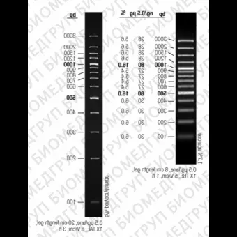 Маркер длин ДНК GeneRuler 100 bp Plus, 14 фрагментов от 100 до 1000 п.н., готовый к применению, 0,5 мкг/мкл, Thermo FS, SM0323, 50 мкг