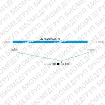 ДЛЯ КЛИЕНТОВ ЗА ПРЕДЕЛАМИ США. SureFISH Chr16 CEP 671kb P20 BL