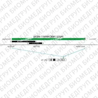 ДЛЯ КЛИЕНТОВ из США. SureFISH 16p13.1 NDE1MYH11 445кб P20 GR. NDE1MYH11, Номер копии, 20 тестов, FITC, Концентрат, Ручное использование