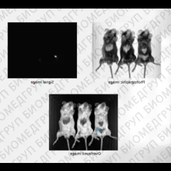 Система визуализации биолюминесценции и флуоресценции in vivo, Newton 7.0FT500, Vilber, 1211 9740 1