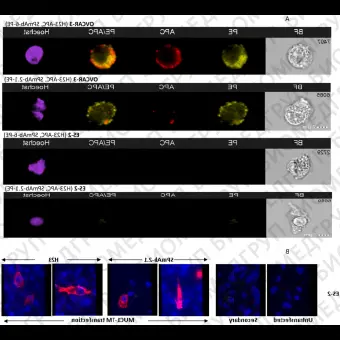 Набор для конъюгации антител PE / RPhycoerythrin Conjugation Kit, LightningLink, Abcam, ab10291860, 60 мкг