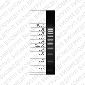 ДНКмаркер 1000/10C, 10 фрагментов от 100 до 1000 п.н. 500 2х концентрат 0,5 мг/мл, Диаэм, 1930.0250, 250 мкг