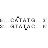 Эндонуклеаза рестрикции NdeI, 20 000 ед/мл, New England Biolabs, R0111 L, 20 000 единиц