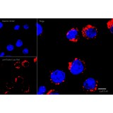 Краситель флуоресцентный для клеточной микроскопии LumiTracker Lyso Red, красный, Lumiprobe, 12201, 20 х 50 мкл.