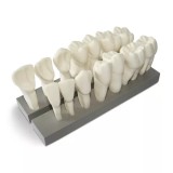 DM19 увеличенная модель зубов, 7 верхних и 7 нижних, масштаб 10:1