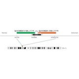 ДЛЯ КЛИЕНТОВ из США. SureFISH 2p14 MEIS1 3' BA 300кб P20 RD. MEIS1, Break Apart, 20 тестов, Cy3, концентрат, ручное использование