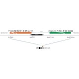 ДЛЯ КЛИЕНТОВ ЗА ПРЕДЕЛАМИ США. SureFISH 21q22.12 RUNX1 3’ BA 563kb P20 RD